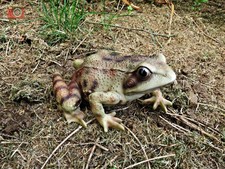 LARGE FROG by Vivid Arts. Home