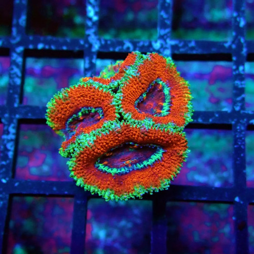 Wysiwyg acan lord coral - wysiwyg, frag