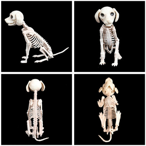 Skeleton dog halloween - dog, prop