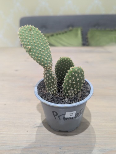 House plant opuntia - plant,
