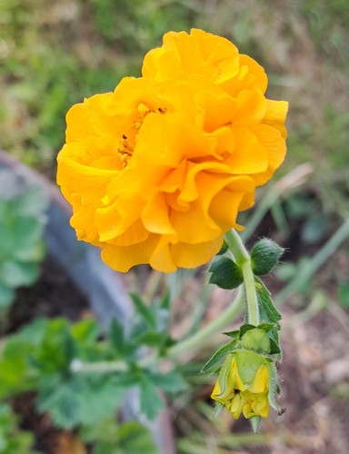 Geum lady strathedon - geum, 'lady