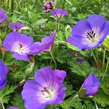 Geranium Rozanne Perennial Cransebill Hardy Garden Plants Flowering Plant in Pot