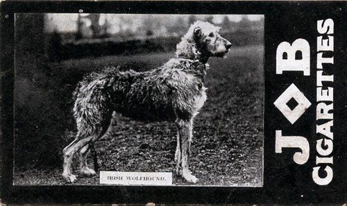 Irish wolfhound dog - dog, societe