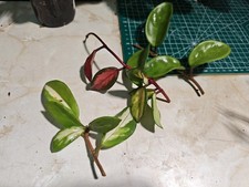 Hoya Carnosa Tricolour plant