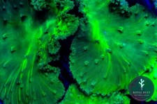 ⚠️🤢Neon Toxic Cabbage