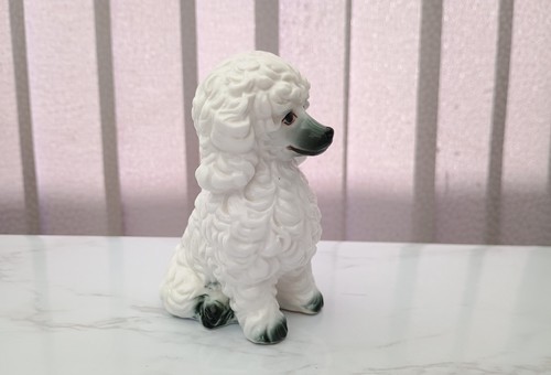 White poodle beautiful - white,