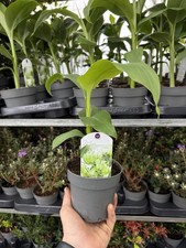 Musa basjoo hardy banana - musa,