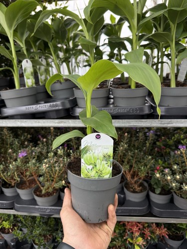 Musa basjoo hardy banana plant - basjoo,