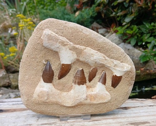 Fossil mosasaur jaw dinosaur - fossil,