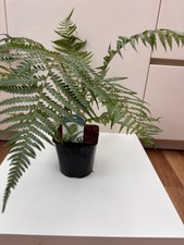 Dicksonia Antarctica Tree Fern