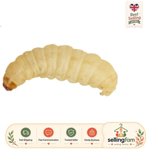 Live waxworms pack 15g - waxworms,