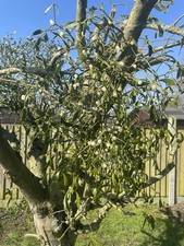 Grow Your Own Mistletoe