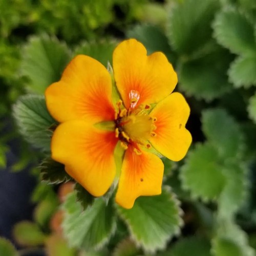 Potentilla tonguei rock - x,