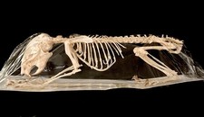 Squirrel Skeleleton. taxidermy