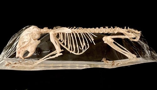 Squirrel skeleleton taxidermy - squirrel,