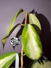 Hoya Diversifolia Maharani 1