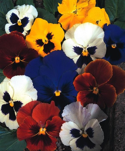 Winter pansy flowering - winter,