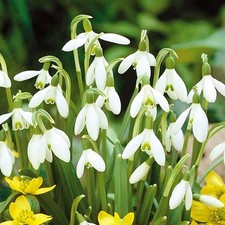 Galanthus Nivalis Common Snowdrop White Flowering Spring Garden Bulbs Plants
