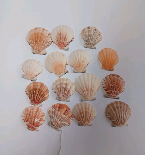 Scallop shells 4 cm - shells, 3.2-