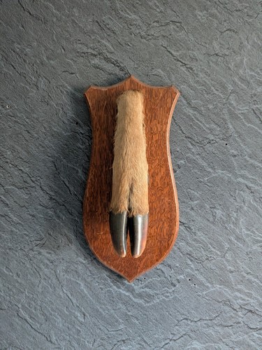 Red deer hoof john wood - hoof,