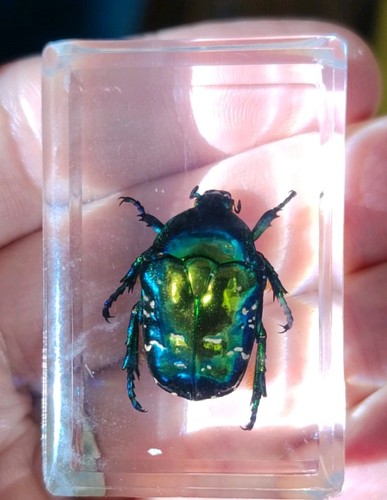 Real scarab beetle bug insect - bug,