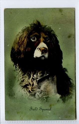 Dog field spaniel - dog,,