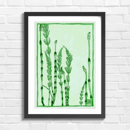 Botanical equiseum stems - botanical,