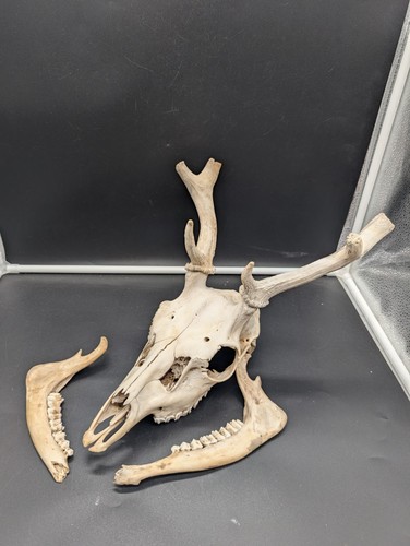 British fallow buck skull - fallow,