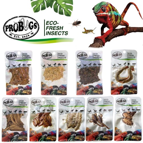Reptile food insects probugs - food,