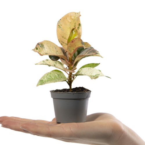 Baby rubber plant ficus - rubber,