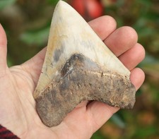 LOVELY 4.2"  GENUINE  MEGALODON SHARK TOOTH, BEST VALUE MEGS ,U.K #R6