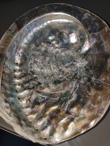 Large abalone paua shell - paua,