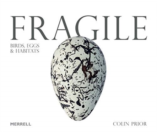 Fragile birds eggs - birds,,