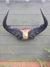 Antique taxidermy horns skull - antique,