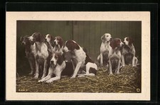 Hunting Dog Pack Waiting on