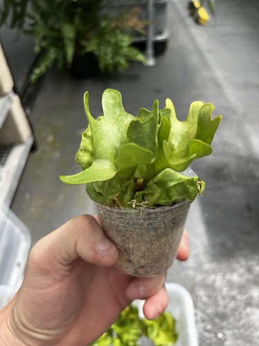 Platycerium ridleyii dwarf - ridleyii,