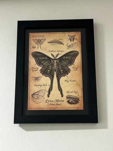 Vintage luna moth - vintage,