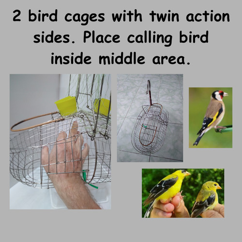 Wire finch canary - finch, bird