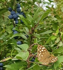 150x 30-45cm Sloe Gin Trees