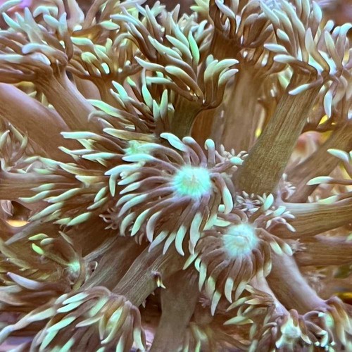 Mint green goniopora coral - green,