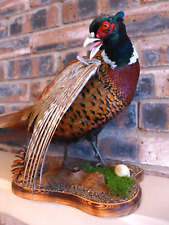 Ringneck Rooster Pheasant ( Phasianus colchicus) Taxidermy Home Farm Collector 3