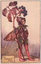 Dogwood Fairy by Cicely Mary