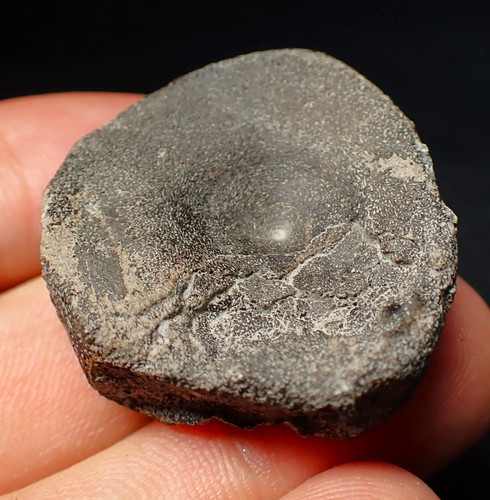 Jurassic ichthyosaur bone