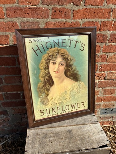 Early hignetts sunflower - early,