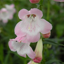 Well established penstemon - 6,