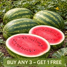 Vegetable | Watermelon Seeds