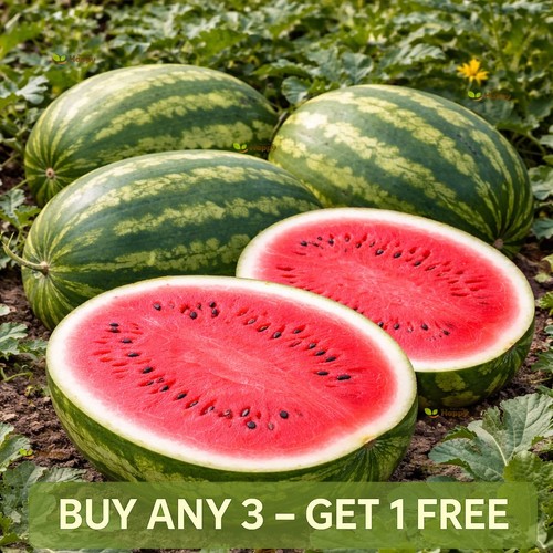 Vegetable watermelon seeds - |,