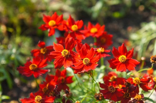 Coreopsis red seeds - coreopsis,