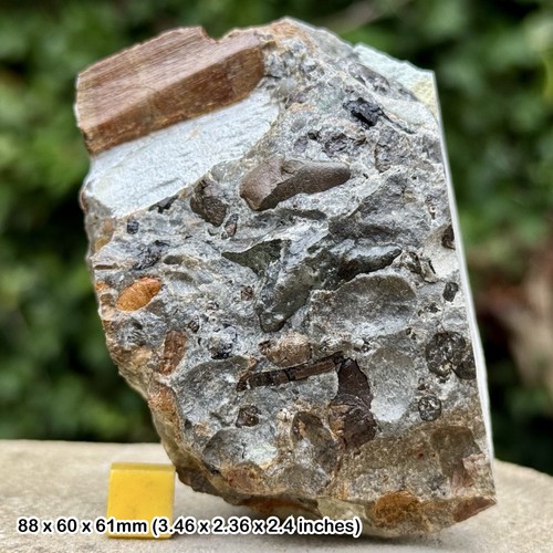 Fossil reptile bones - fossil,
