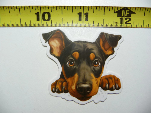 Peeking doberman pinscher - peeking,
